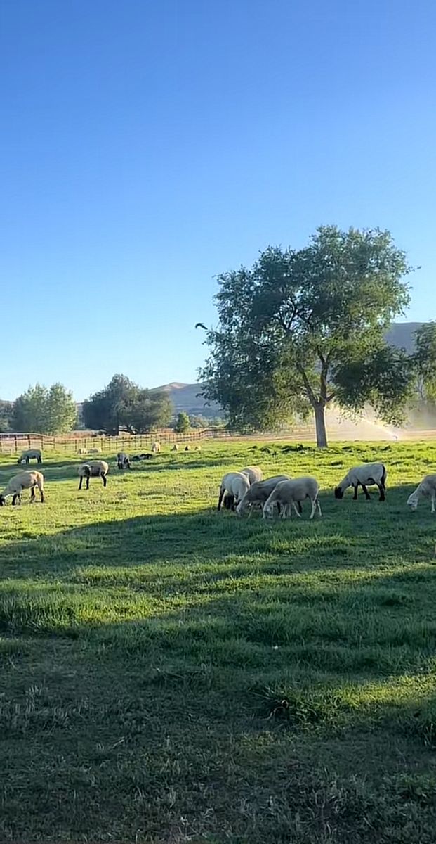 ISO pasture for sheep