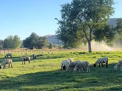 ISO pasture for sheep