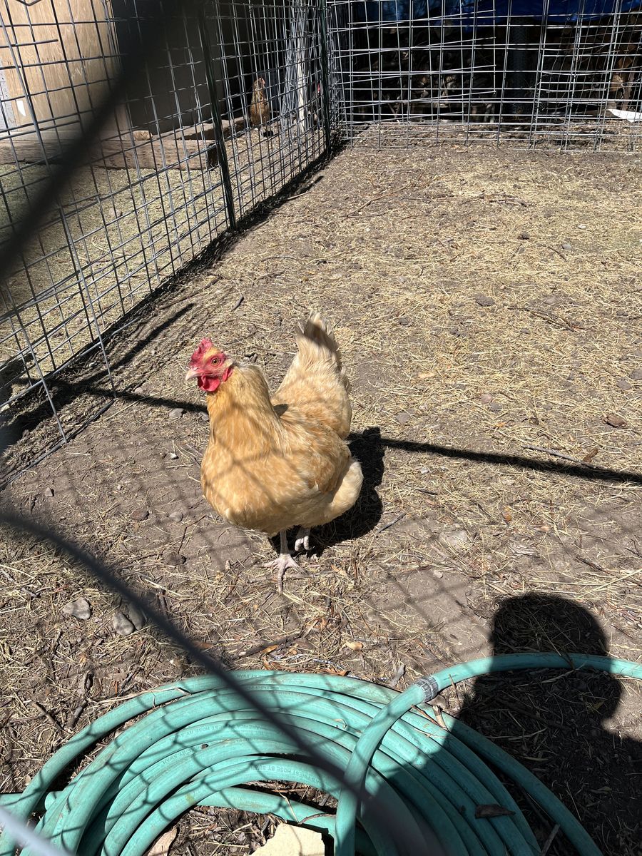 Laying chicken