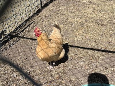 Laying chicken