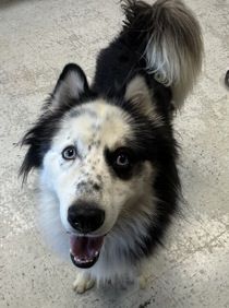 A165134 Peter Barker, Available for adoption