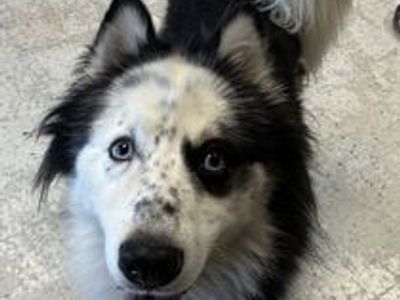 A165134 Peter Barker, Available for adoption