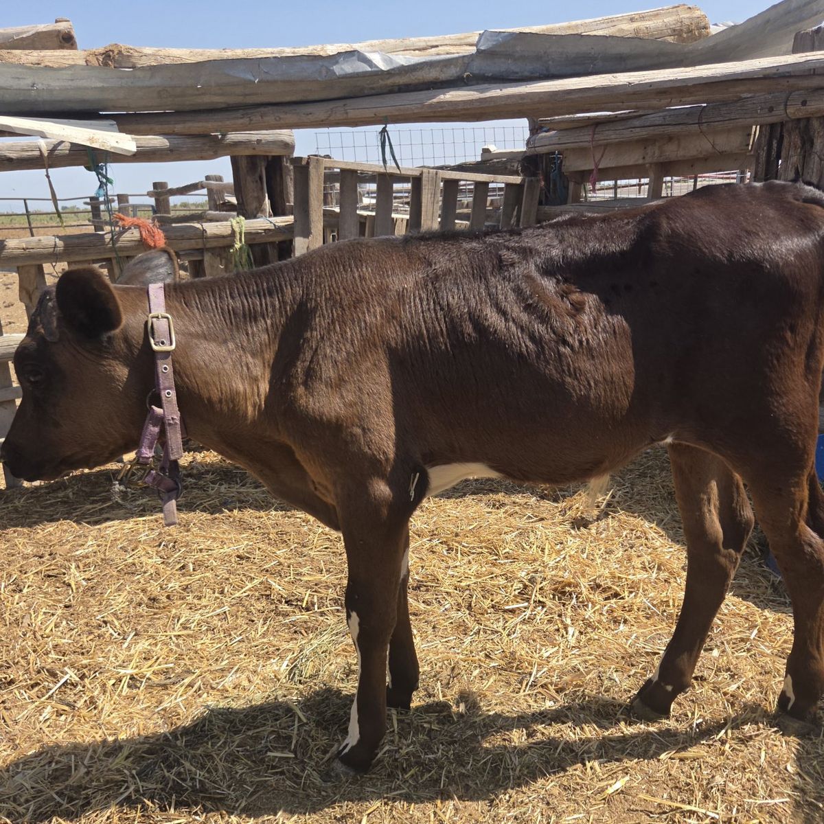 Cross bull calf / Great size for roping.