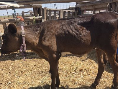 Cross bull calf / Great size for roping.