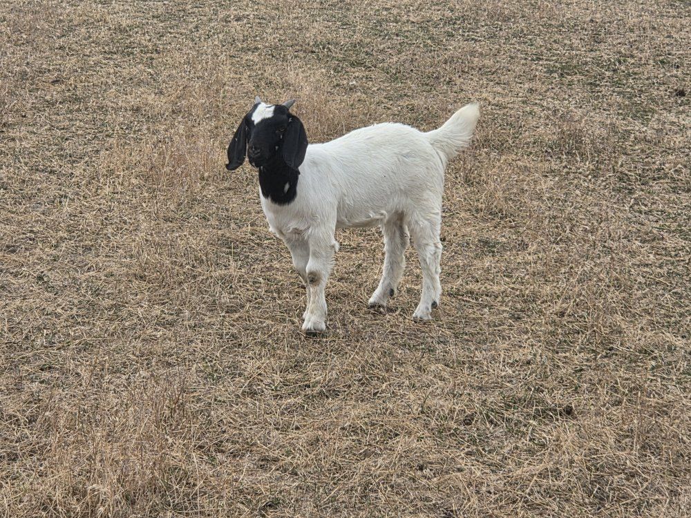 boer doelings