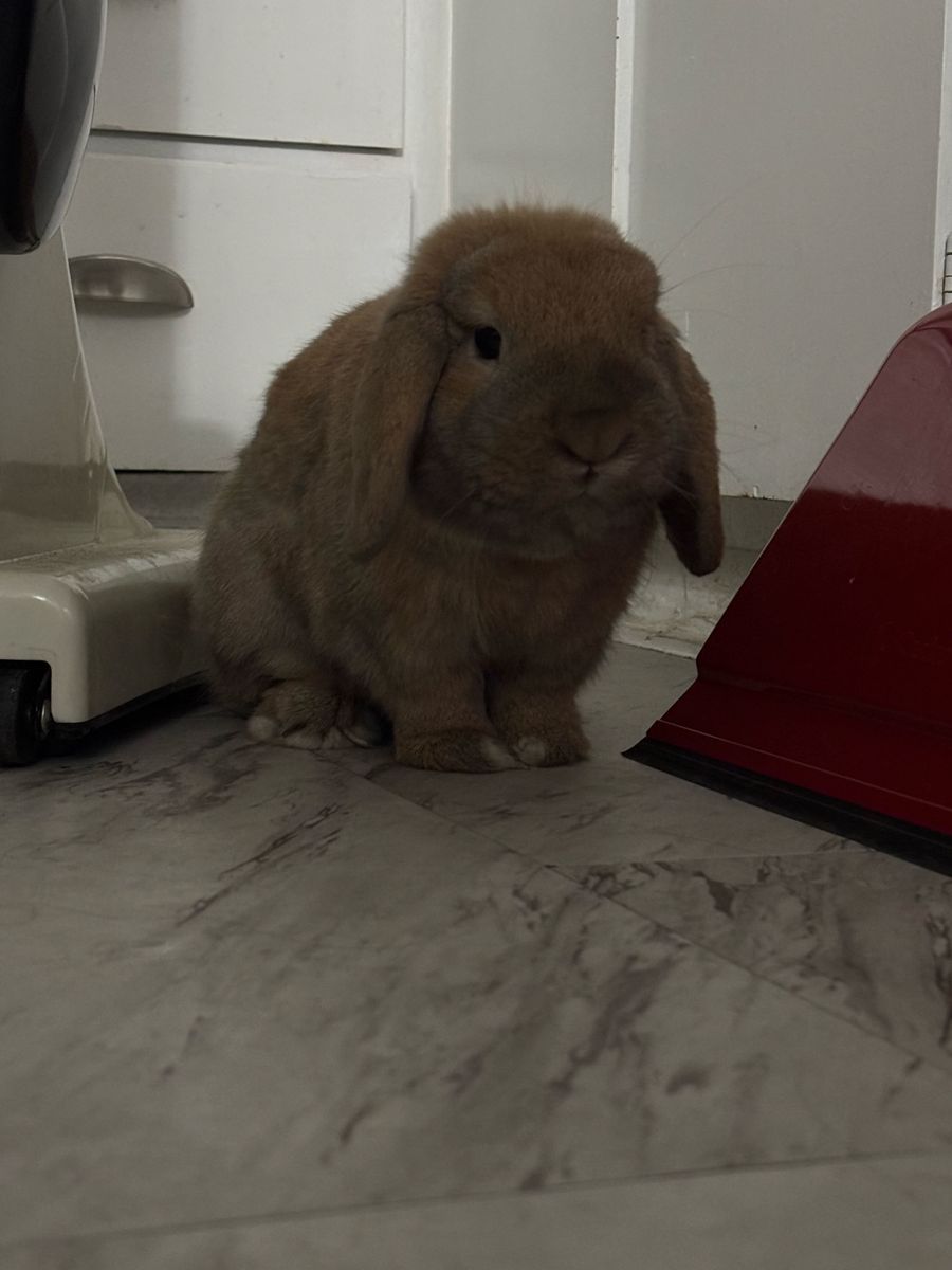 Free Rabbit for 18 months