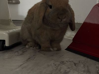 Free Rabbit for 18 months