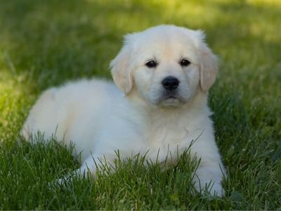 AKC Golden Retriever Puppies only 2 left