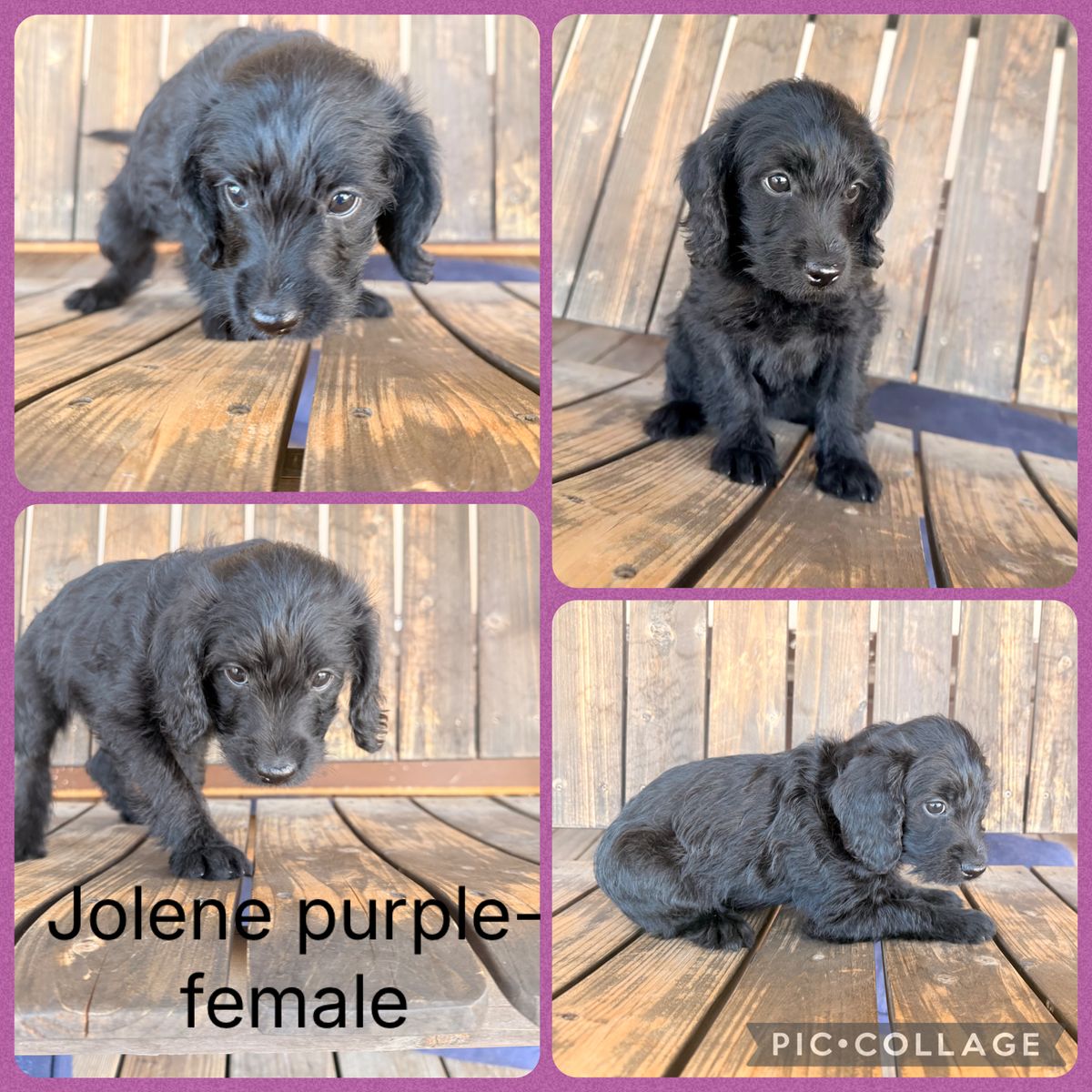 German Shorthaired Pointer  poodle, also known as a Pointer doodle  Pointer poo  German shorthair pointers