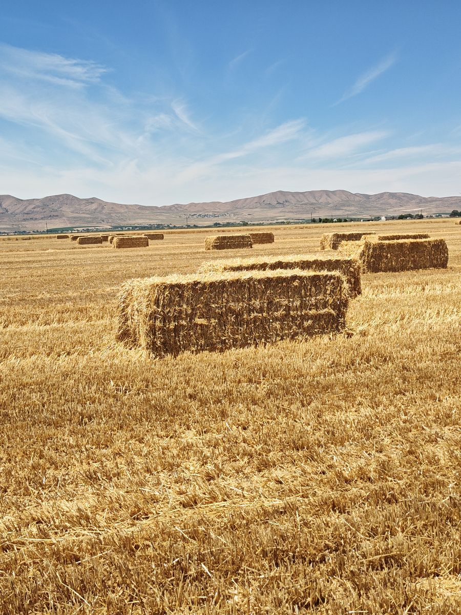 Barley Straw