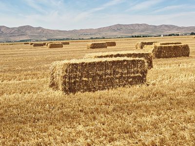 Barley Straw
