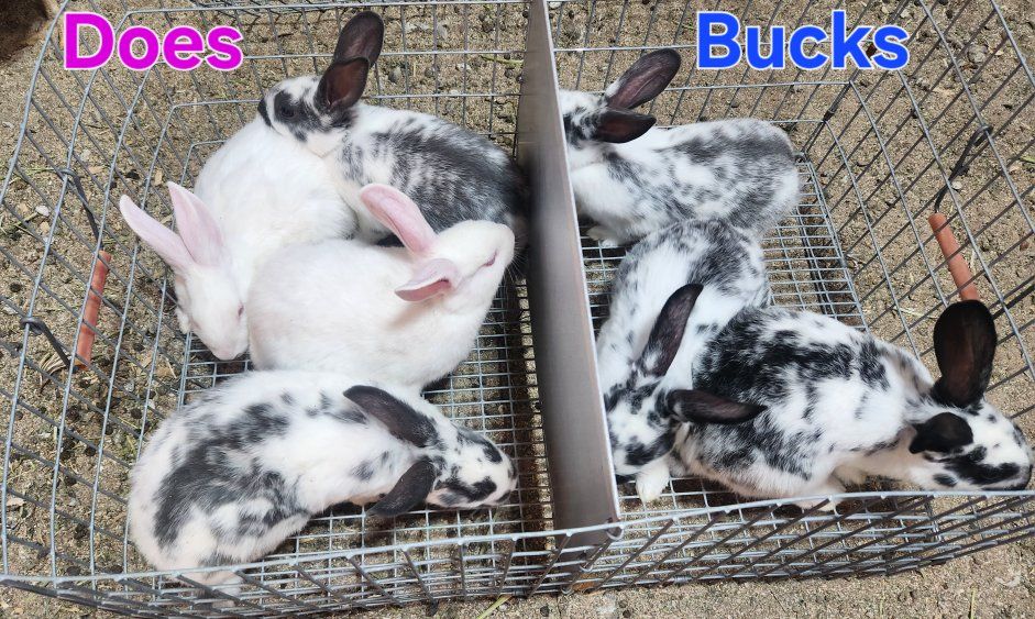 Newzeland rabbits