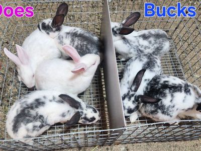Newzeland rabbits