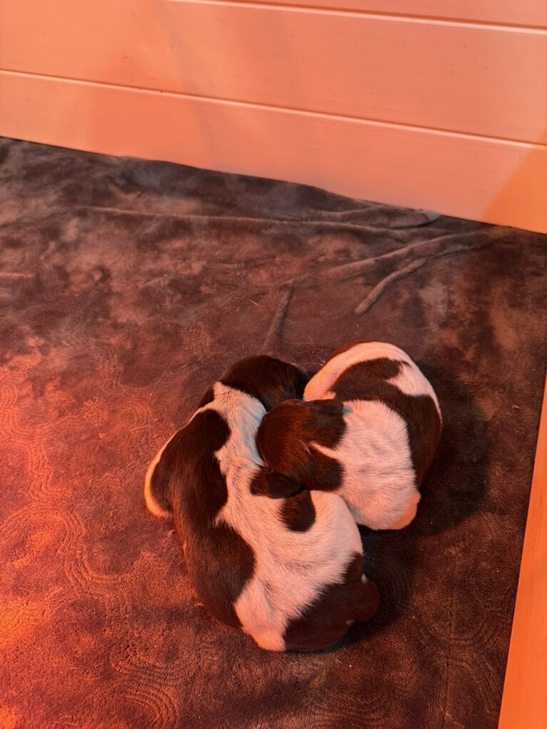 AKC German Shorthair Pointer Puppies