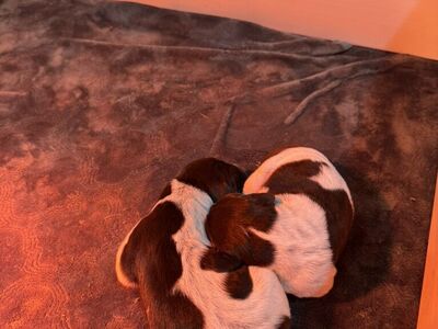 AKC German Shorthair Pointer Puppies