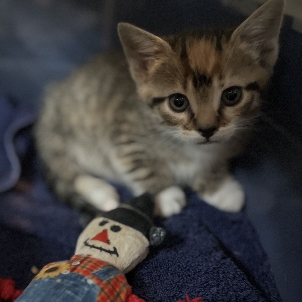Hello my name is Phoebe