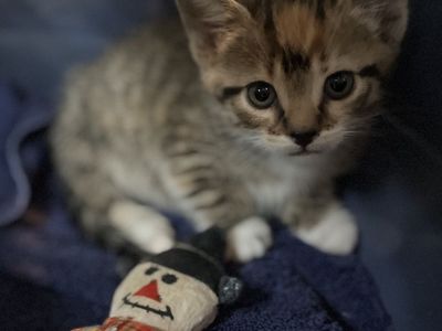 Hello my name is Phoebe
