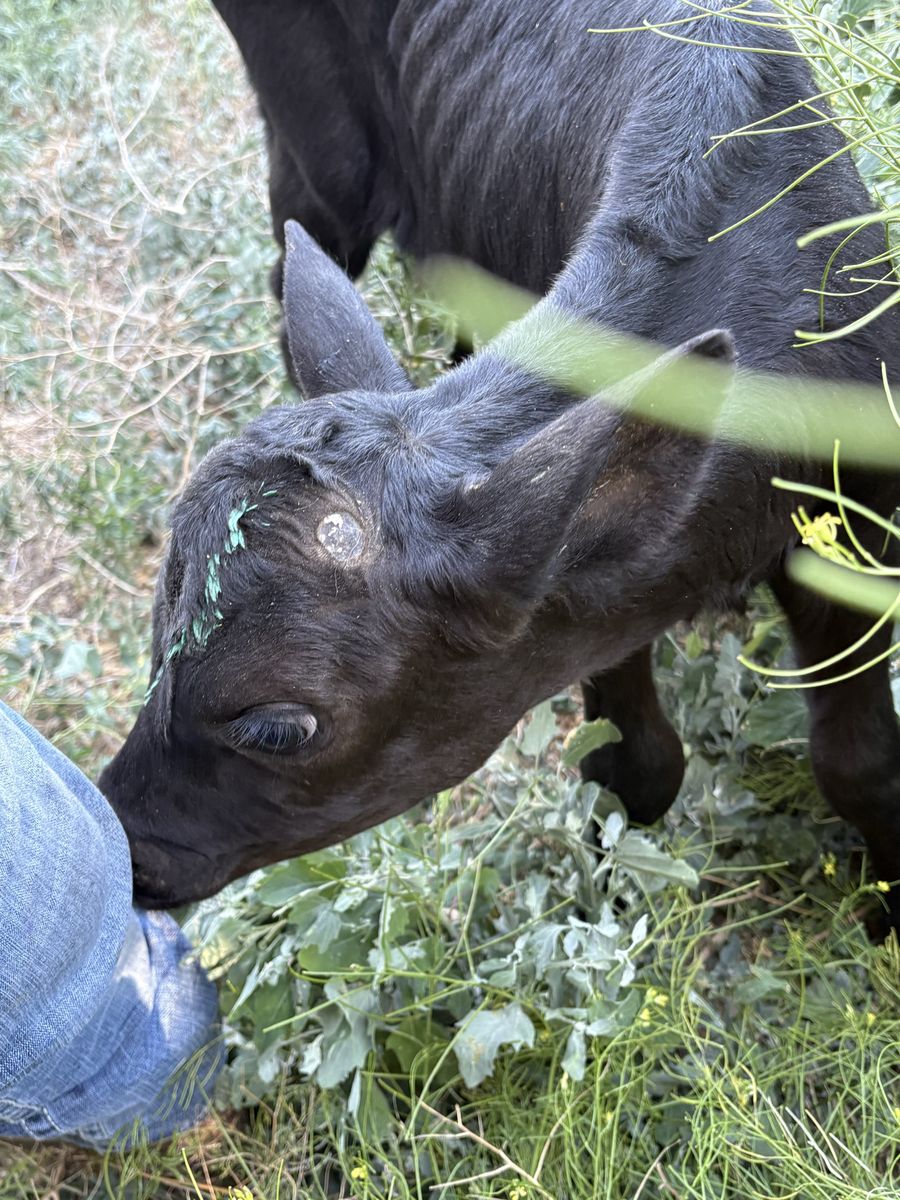 Friendly Black Calf - Young Bovine Ready for a New Home