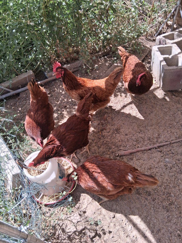 Egg-Laying Chickens