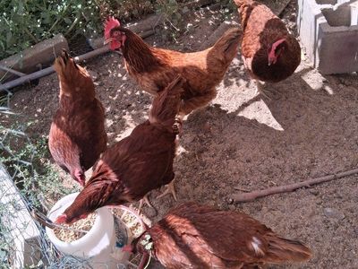 Egg-Laying Chickens