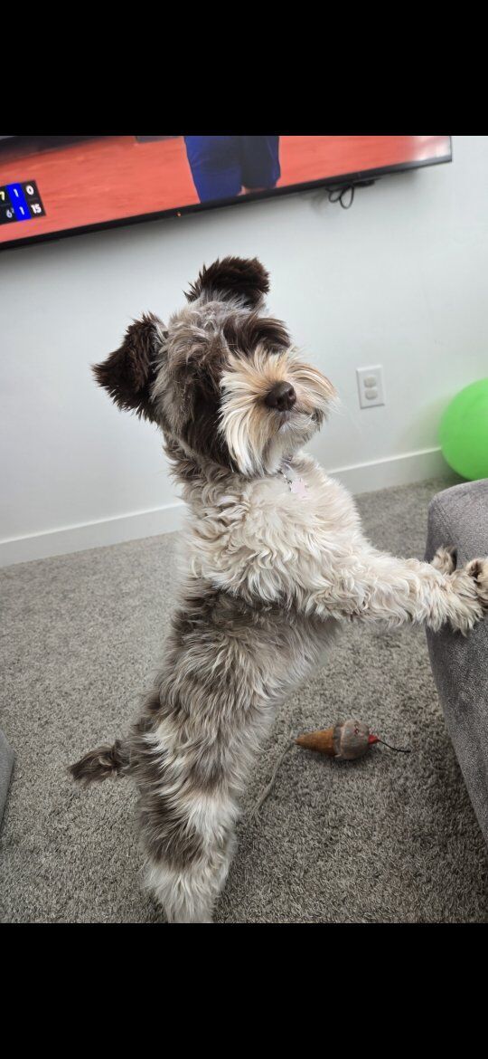 1 year, half schnauzer half yorkie (schnorkie)