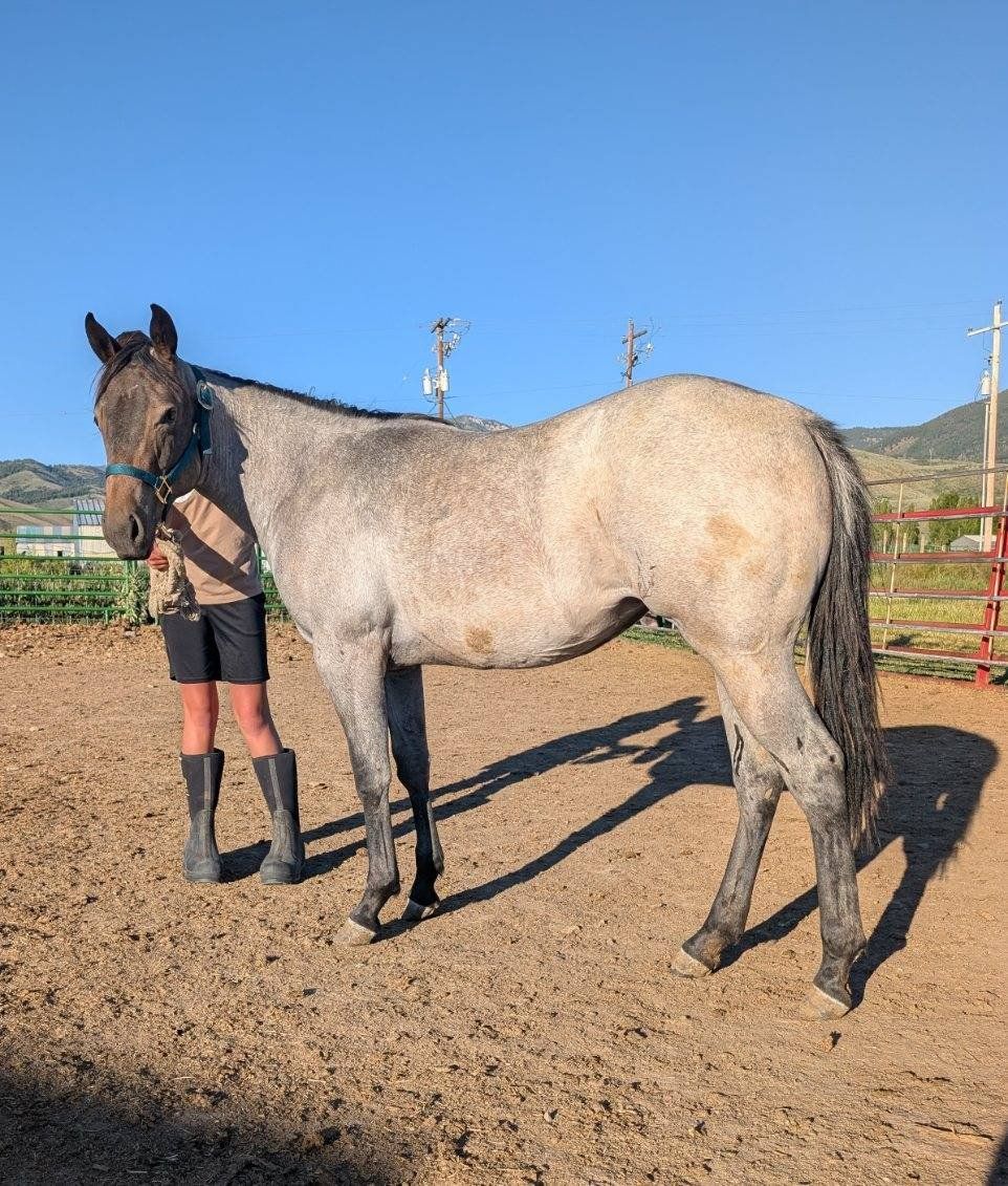 American Quarter Horse Blue Roan Filly