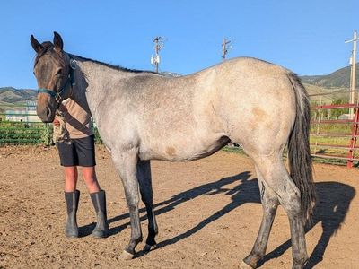 American Quarter Horse Blue Roan Filly