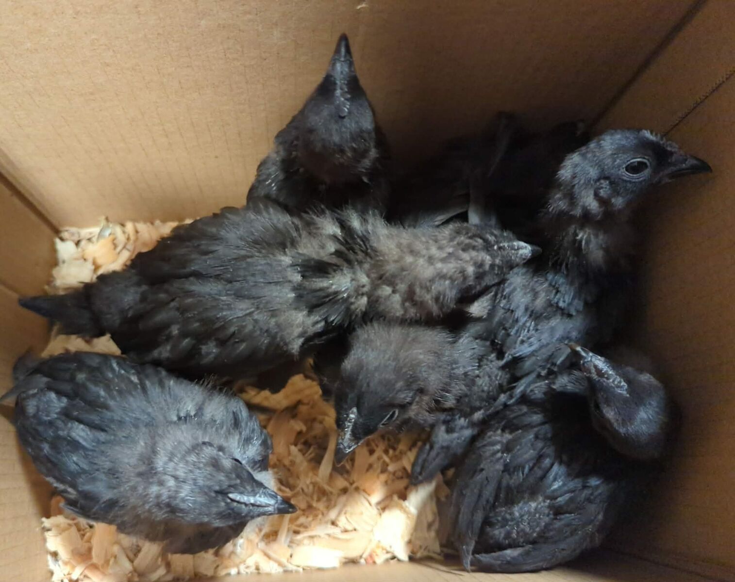 Ayam Cemani Chicks