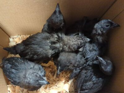 Ayam Cemani Chicks