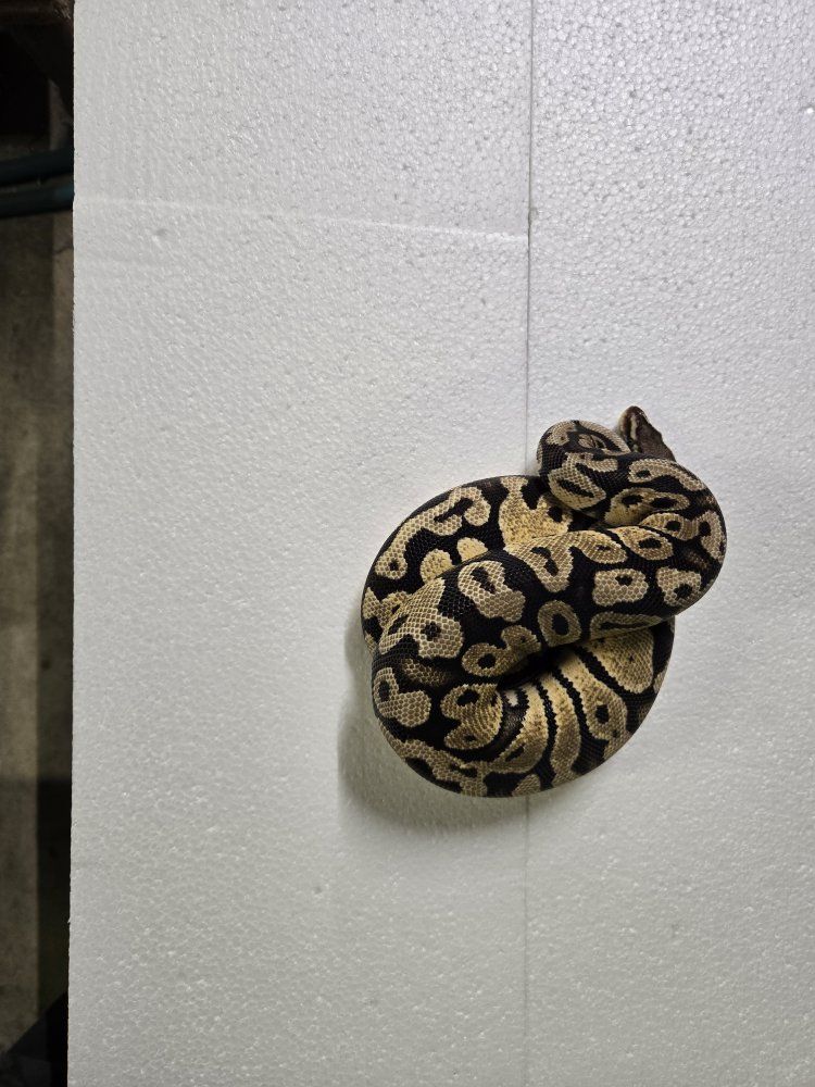 Pastel YB (Fire,Enchi?) het candy