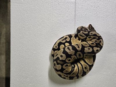 Pastel YB (Fire,Enchi?) het candy