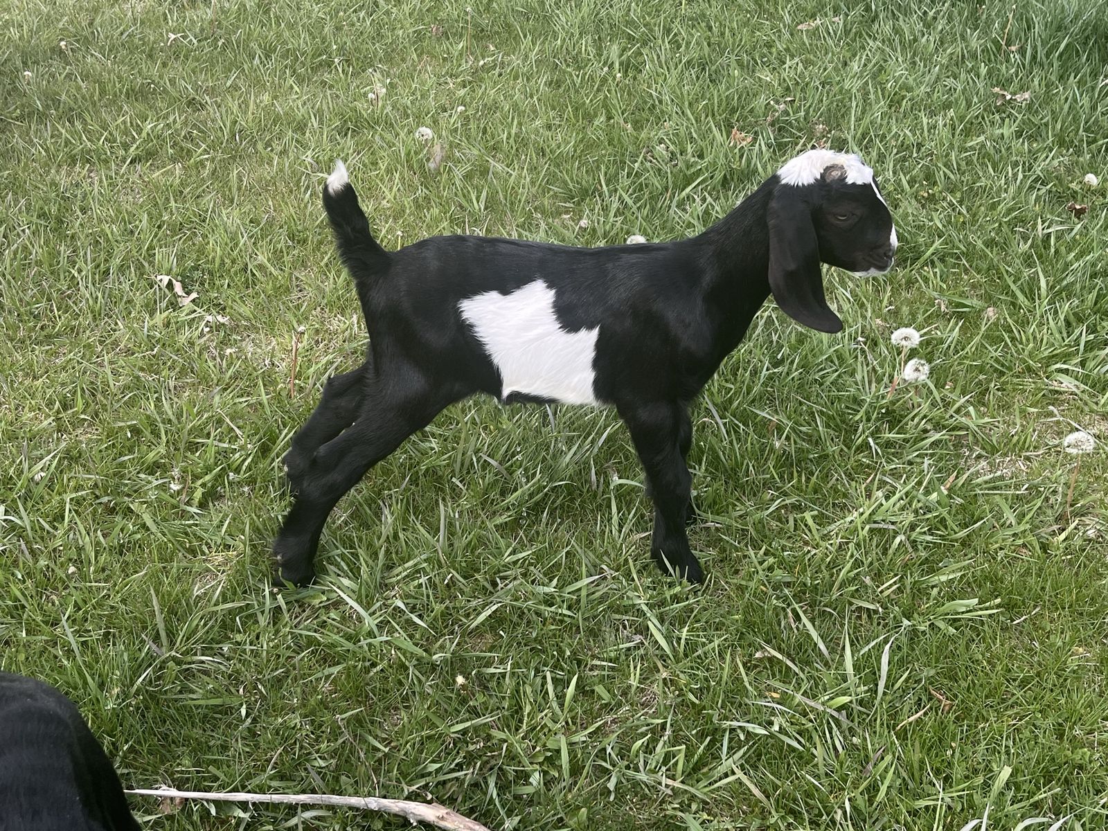 ADGA registrable Nubian buckling