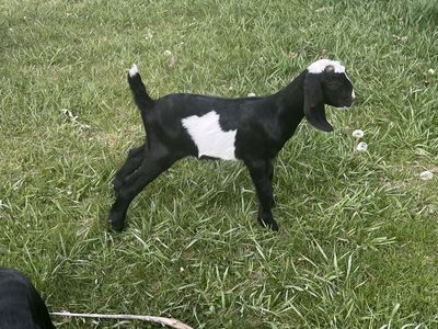 ADGA registrable Nubian buckling