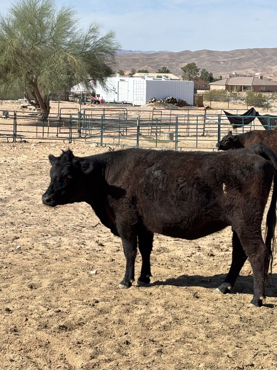 Purebred black angus heifer