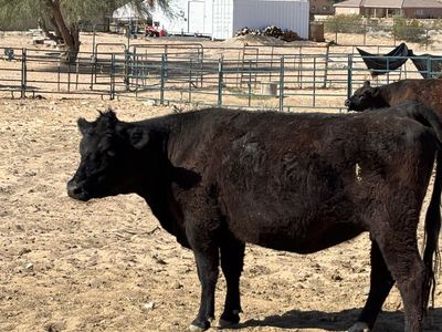 Purebred black angus heifer