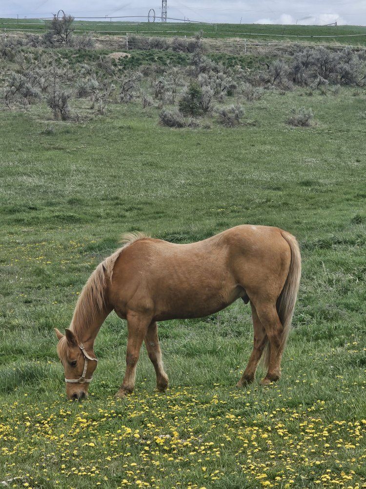 Palomino Grade Horse Gelding - Trail  Ready, Excellent Temperament