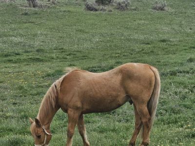 Palomino Grade Horse Gelding - Trail Ready, Excellent Temperament