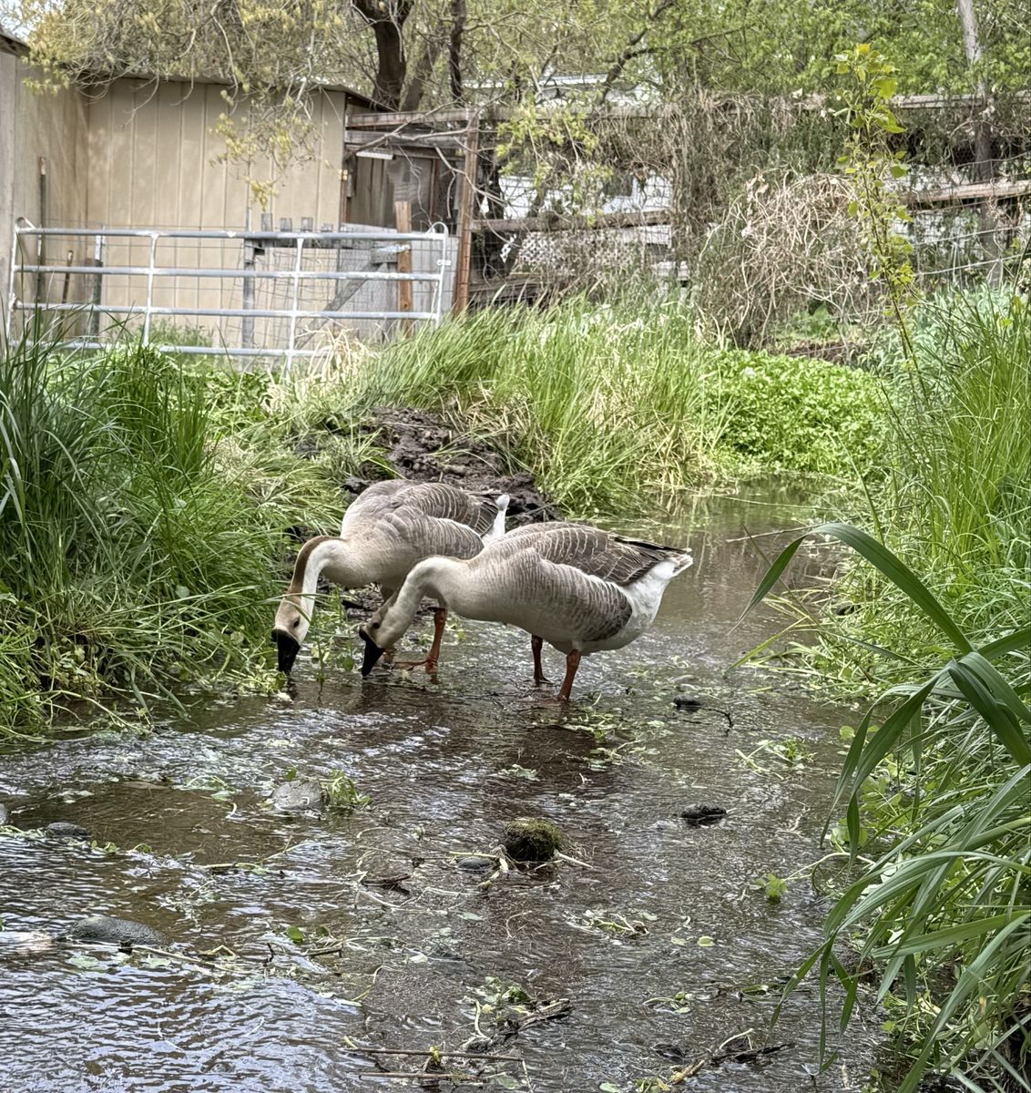 African Geese