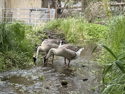 African Geese