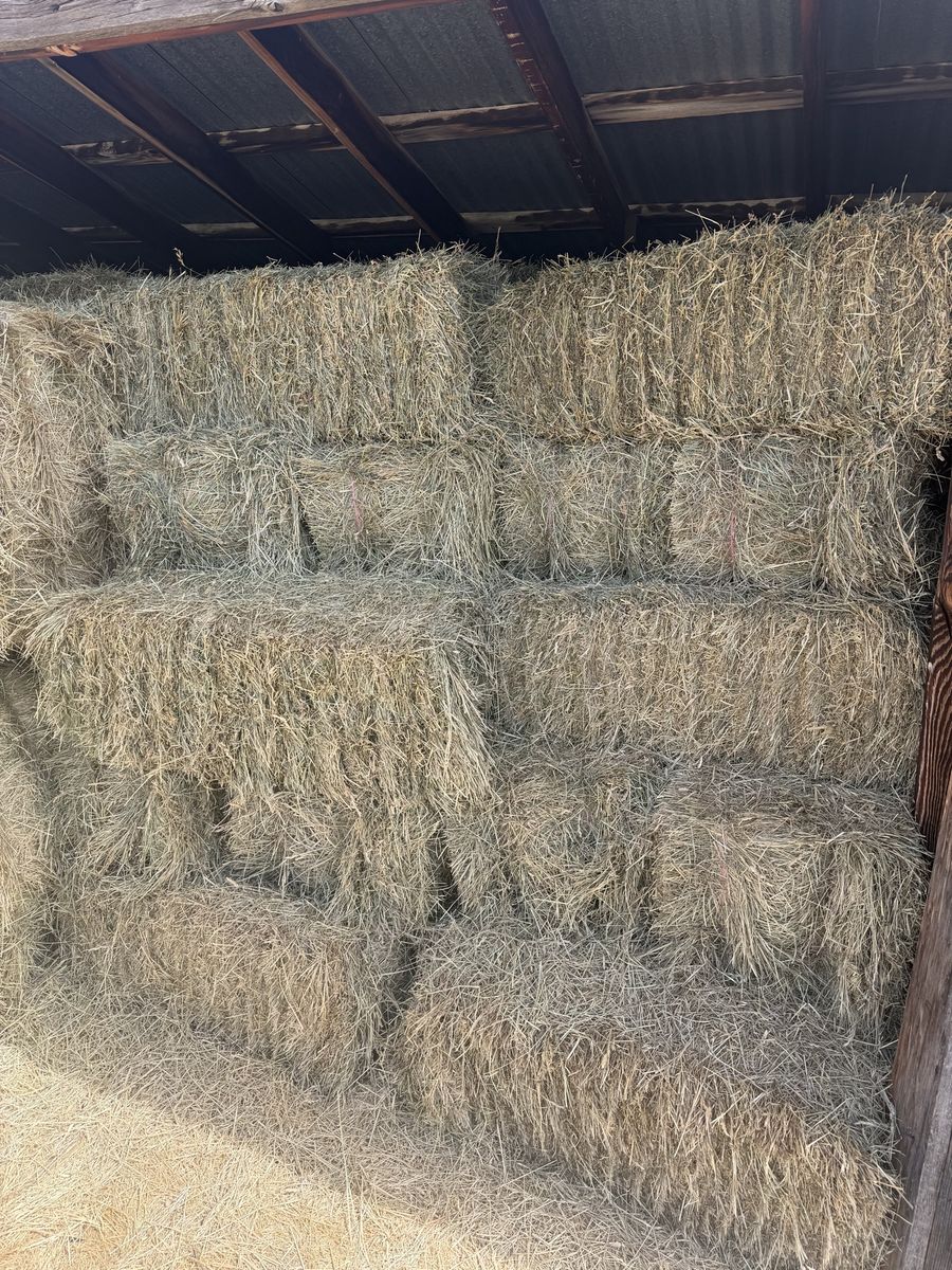 First Cutting Grass Hay – Small Square Bales – $8 Each