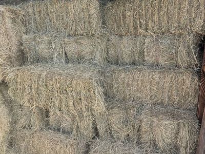 First Cutting Grass Hay – Small Square Bales – $8 Each