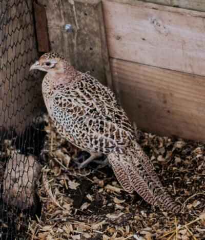 Pheasants/Chukars