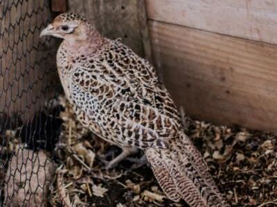 Pheasants/Chukars