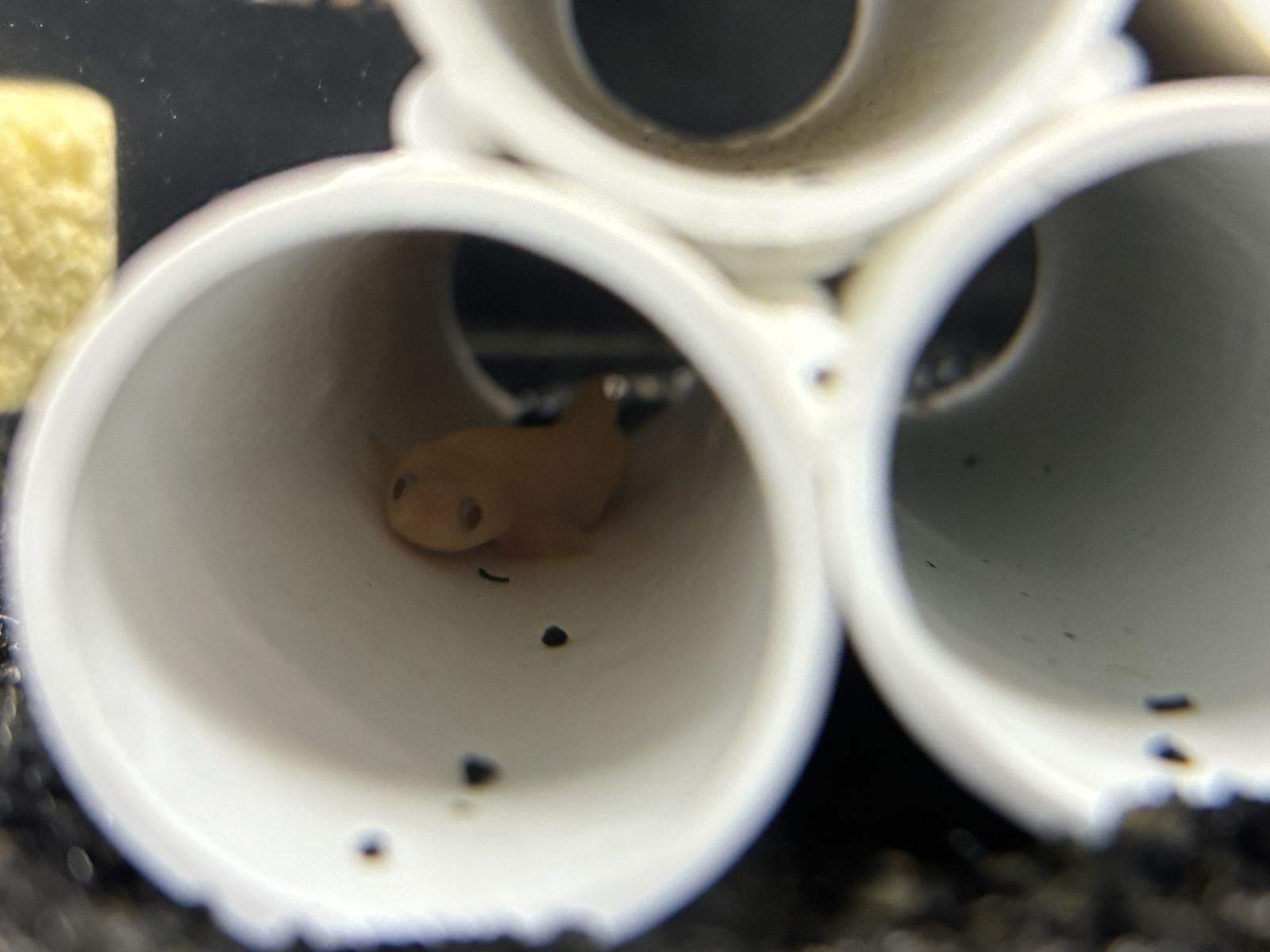 albino senegal bicher