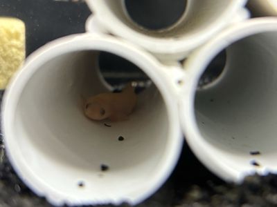 albino senegal bicher