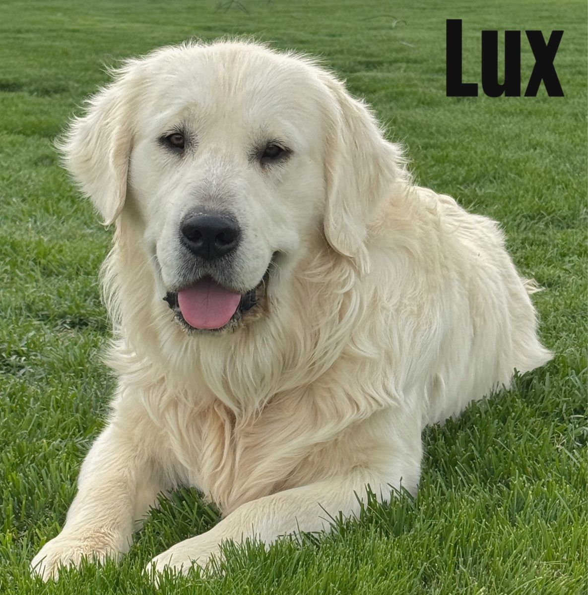 AKC Golden  Retriever English Cream litter on the way