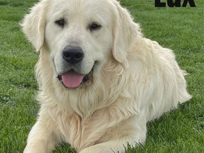 AKC Golden Retriever English Cream litter on the way