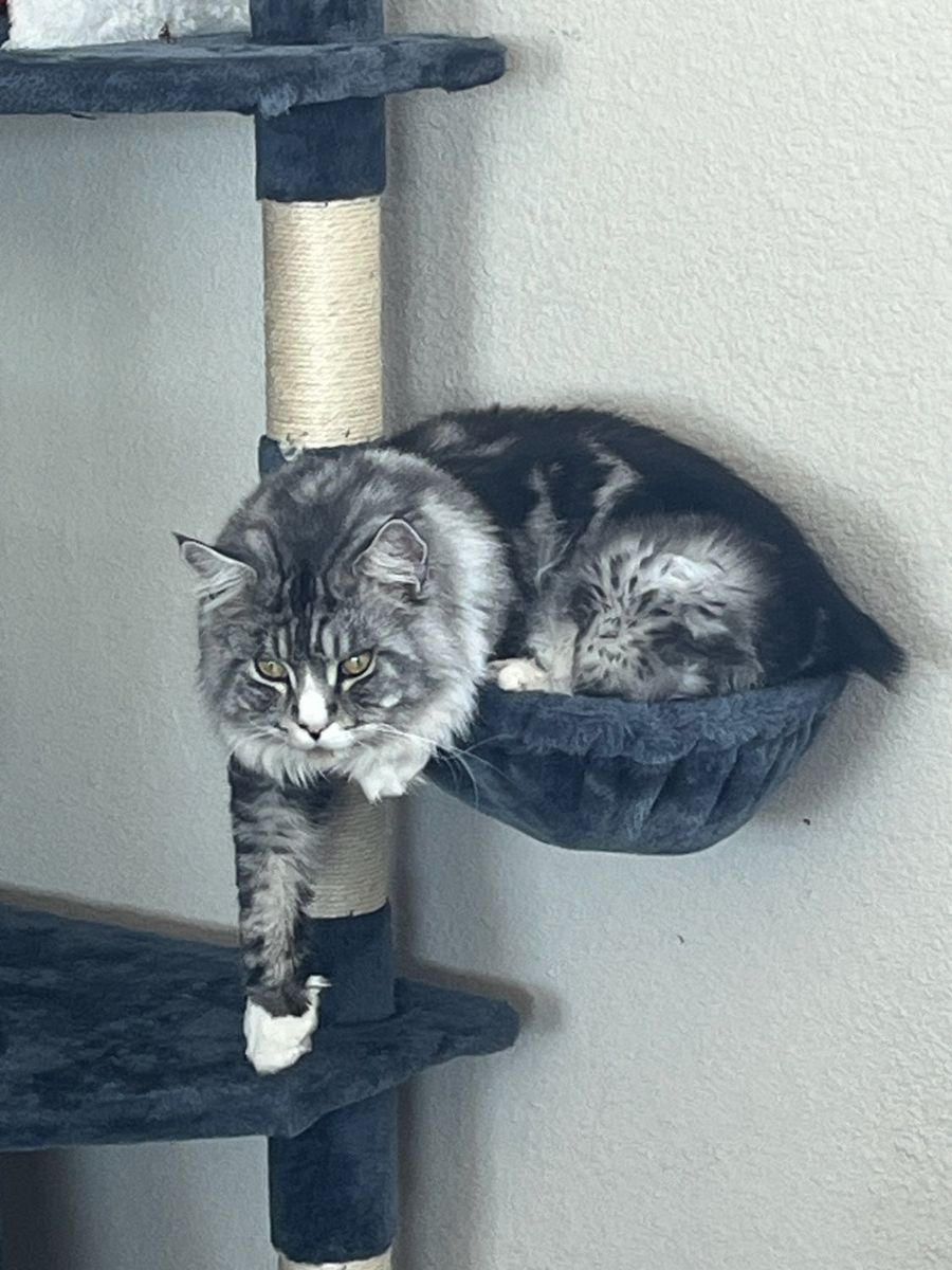 CFA MAINECOON KITTENS-1 MALE LEFT!