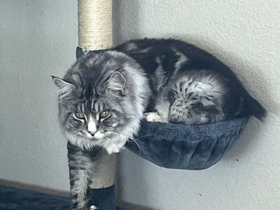 CFA MAINECOON KITTENS-1 MALE LEFT!