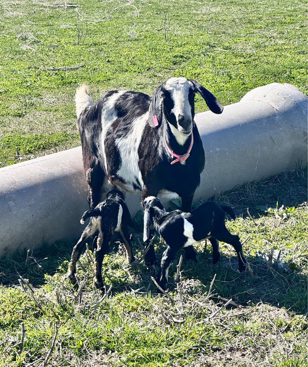 6 Full Nubian Nanny Goats!